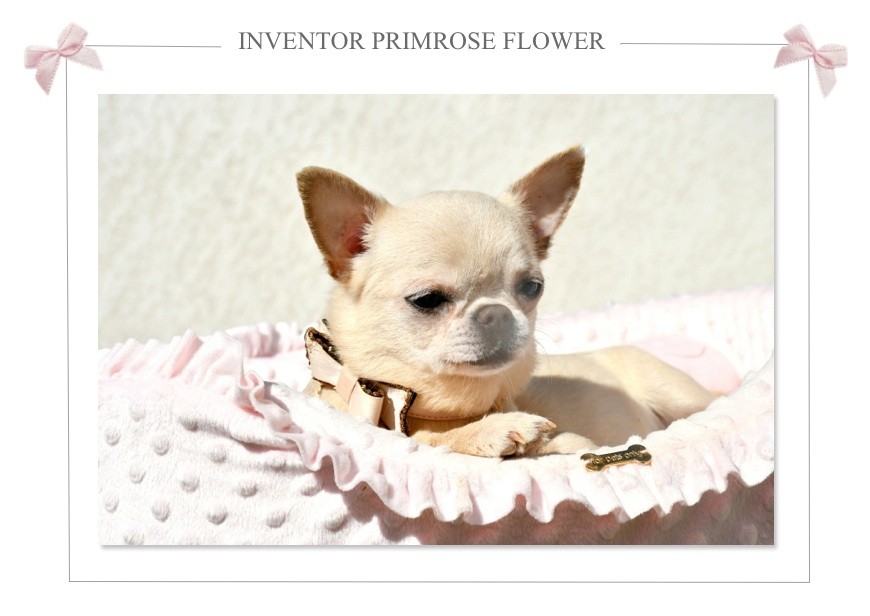 inventor Primrose flower