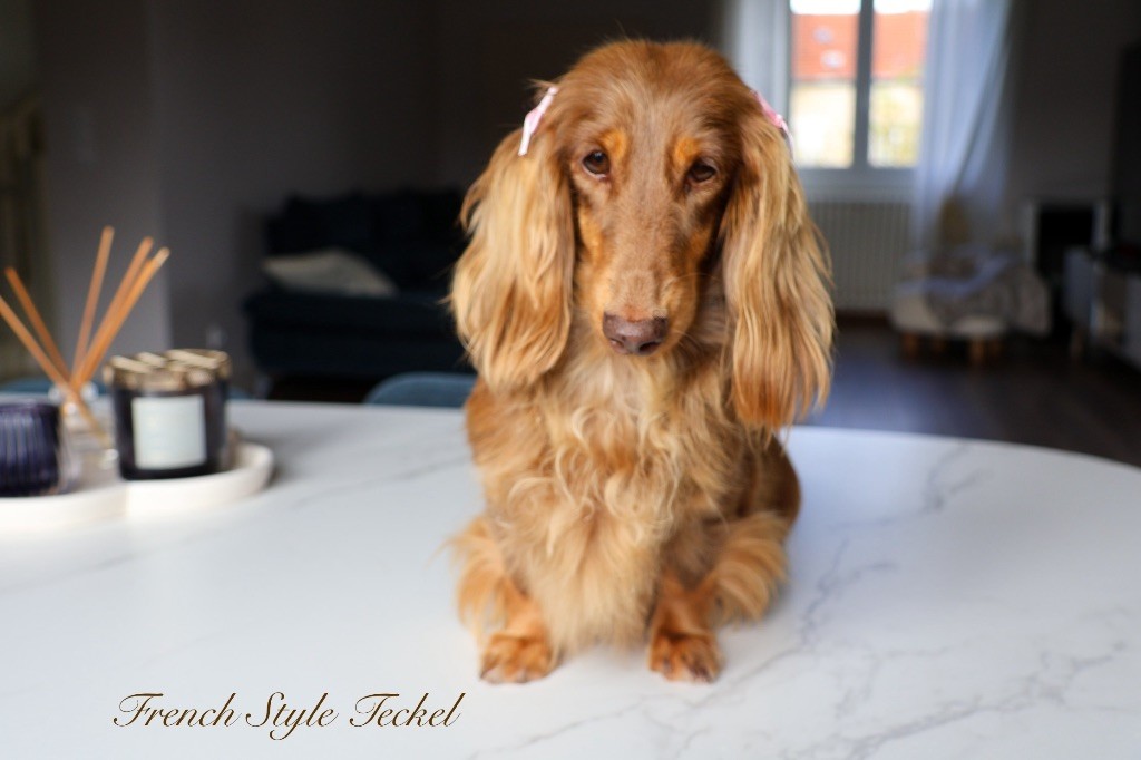 CH. Littl Fut Kindred spirit rosa