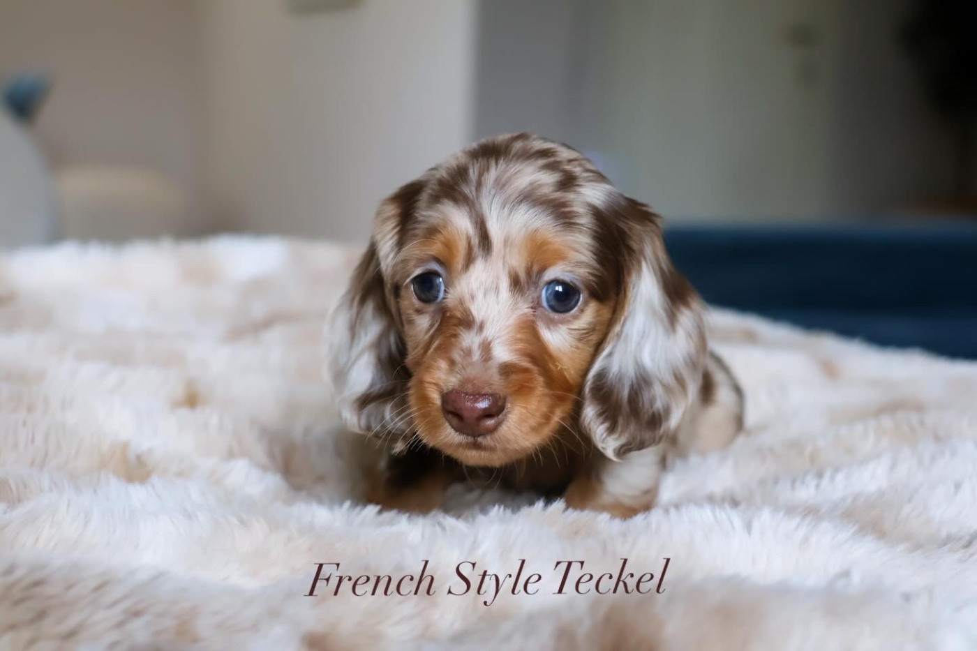 French Style Arielle