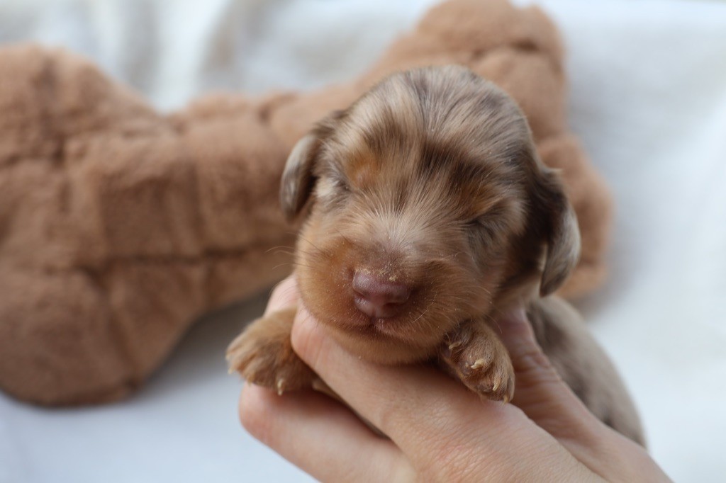 French Style - Chiots disponibles - Teckel poil long
