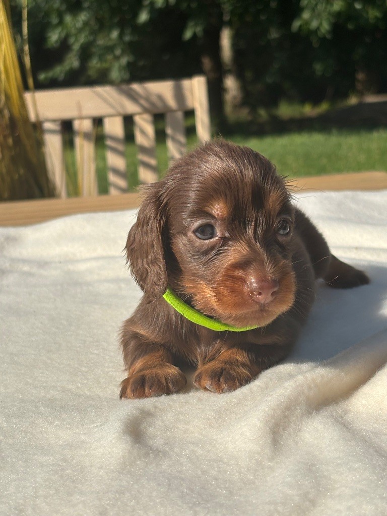 French Style - Chiots disponibles - Teckel poil long