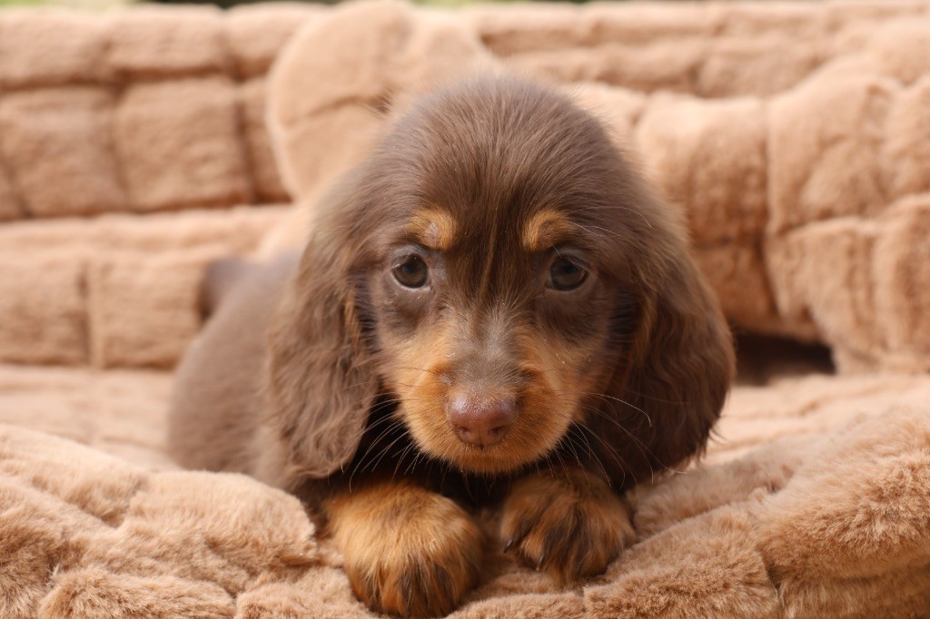 French Style - Chiots disponibles - Teckel poil long