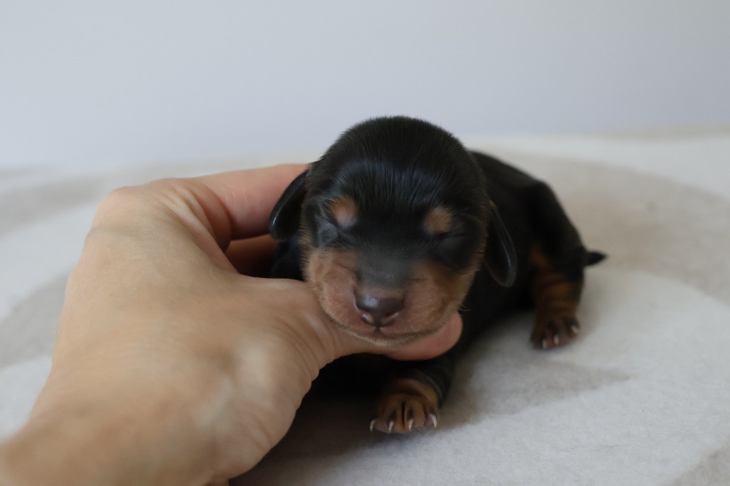 French Style - Chiots disponibles - Teckel poil long