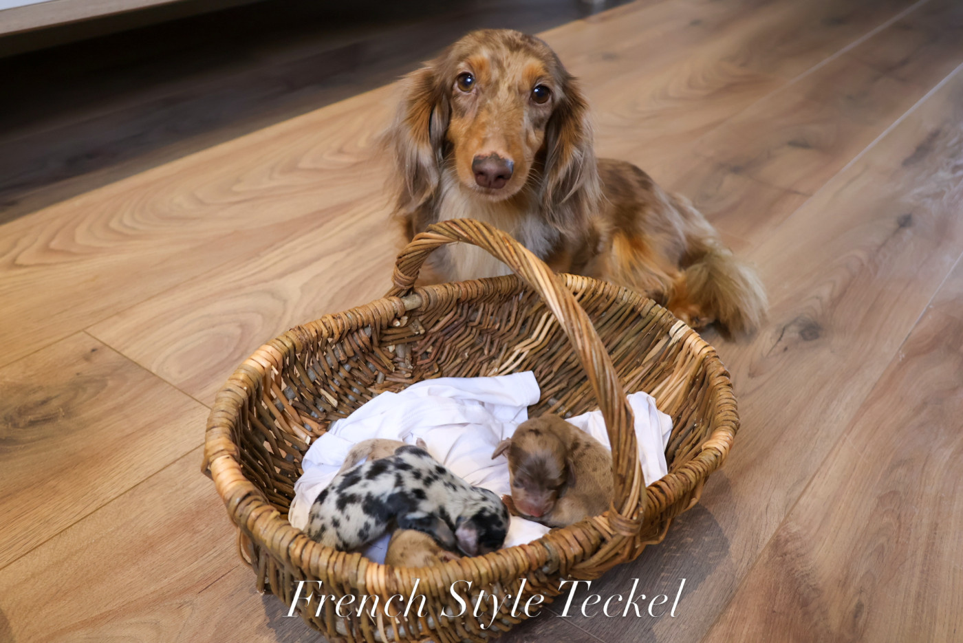 French Style - Teckel poil long - Portée née le 11/04/2026