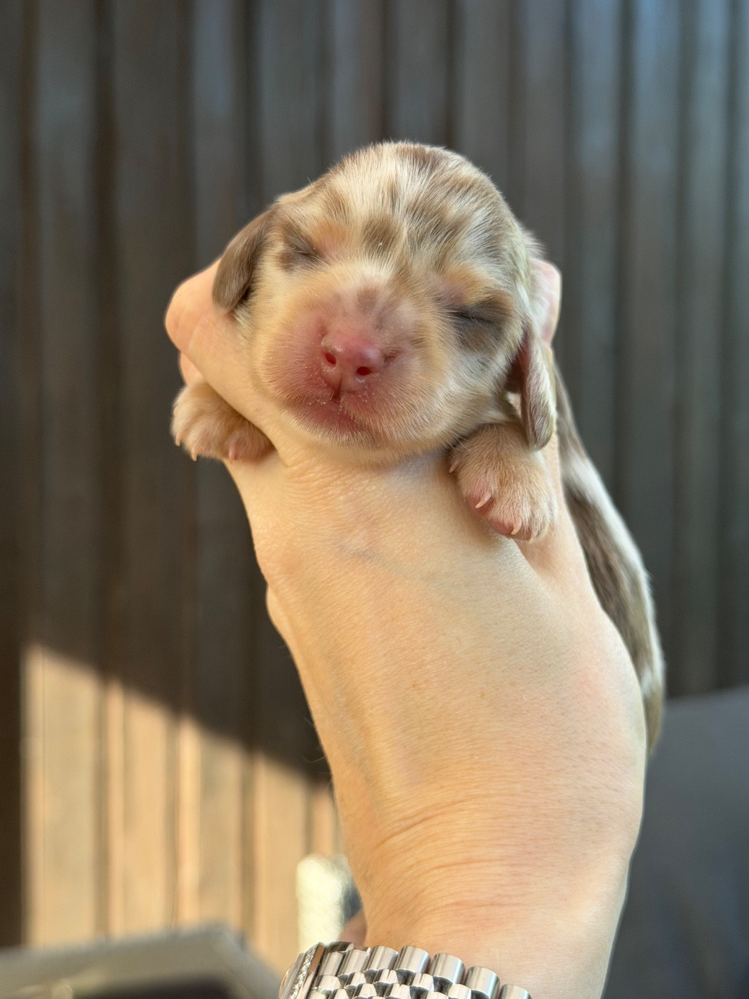 Chiot Teckel poil long French Style