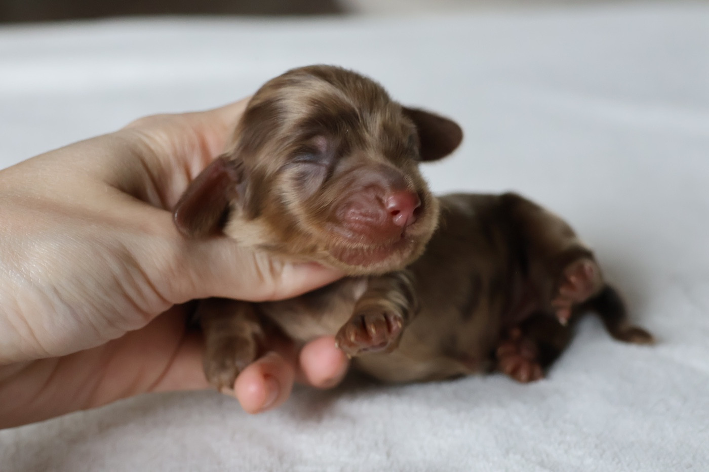 French Style - Chiots disponibles - Teckel poil long