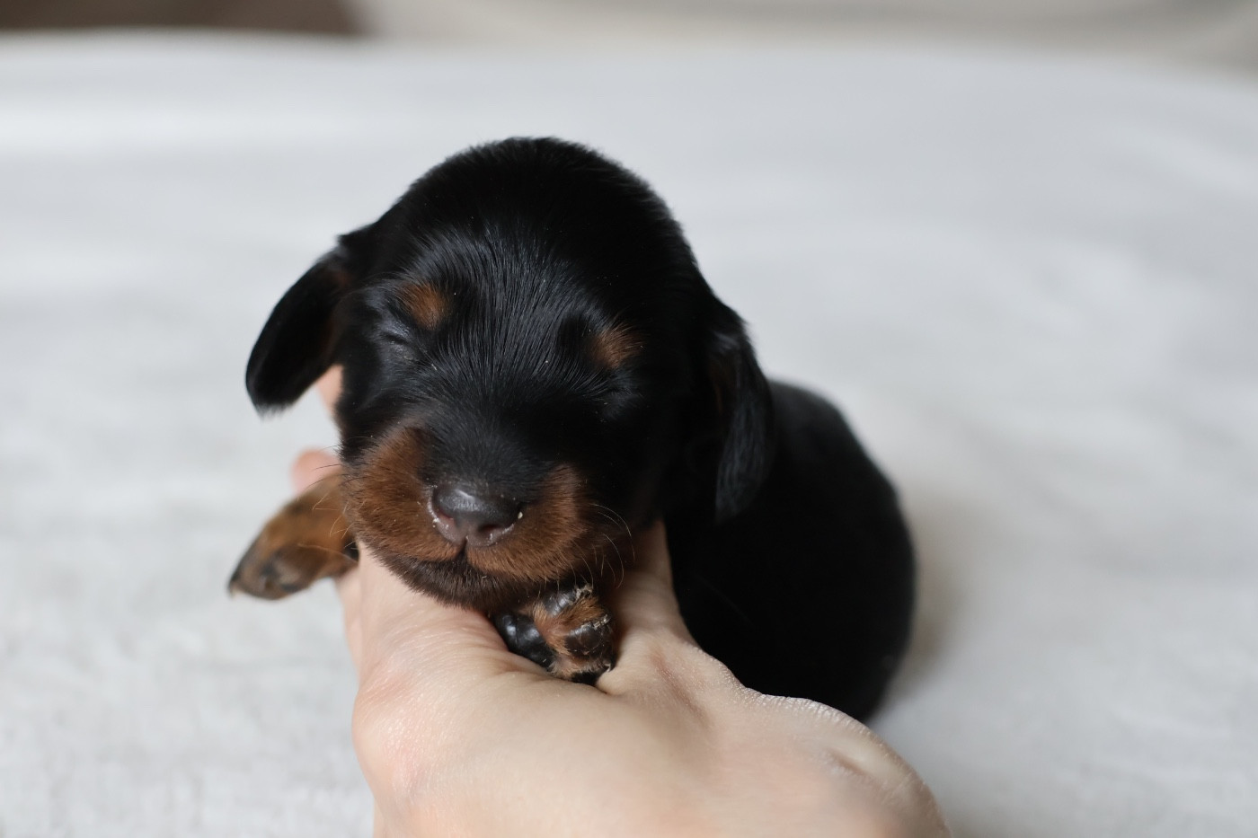 French Style - Chiots disponibles - Teckel poil long