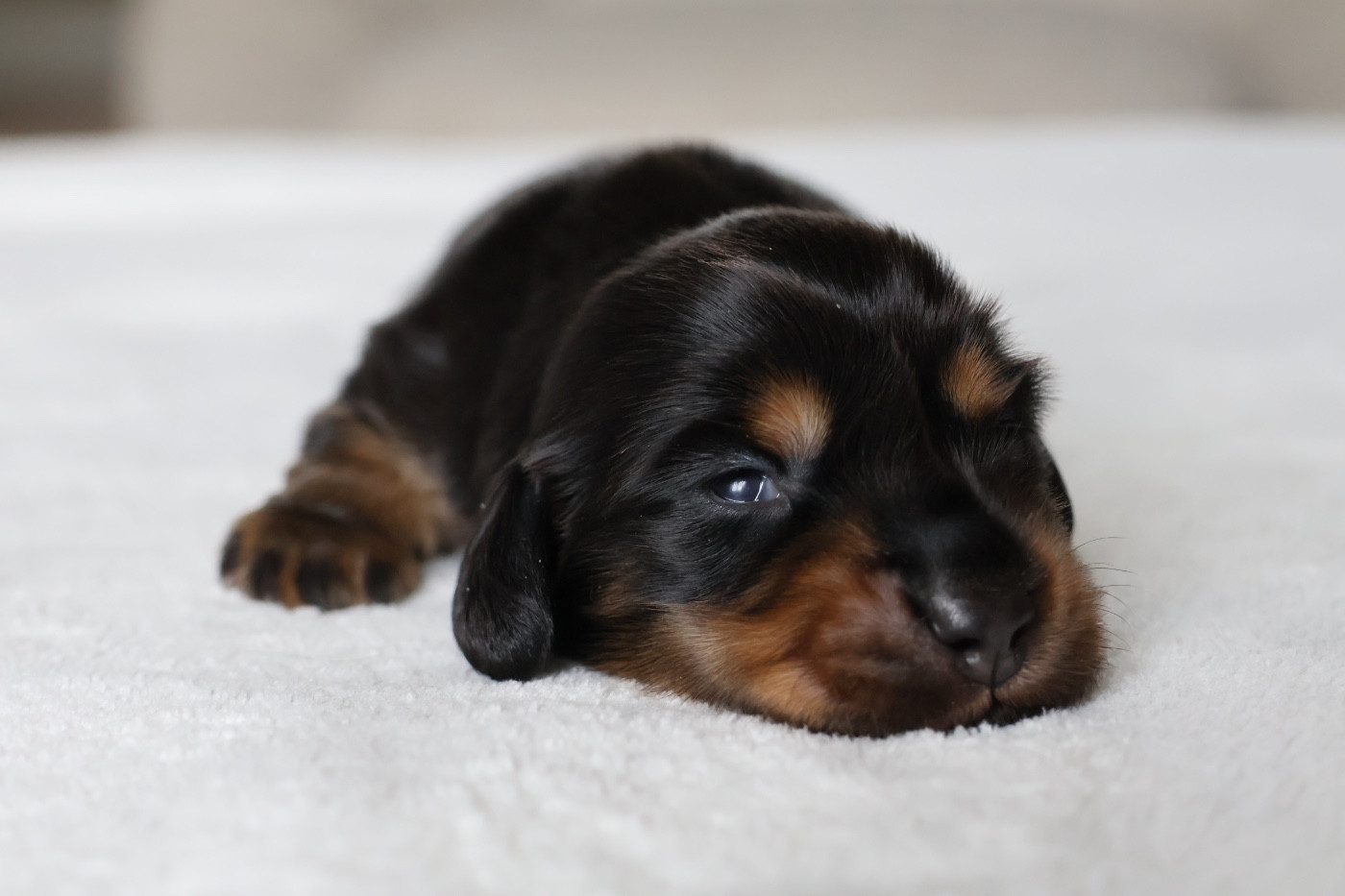 French Style - Chiots disponibles - Teckel poil long