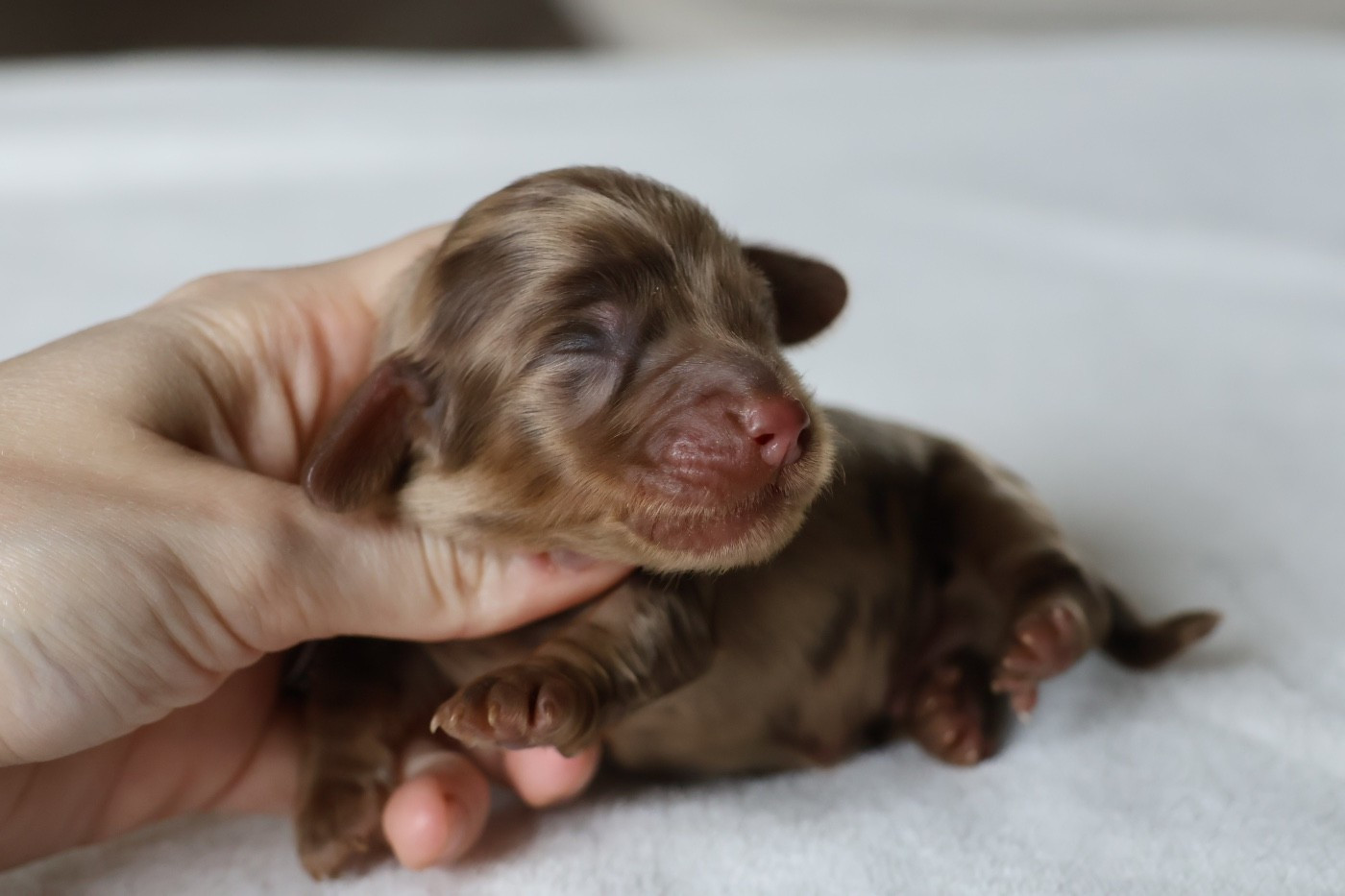 Chiot Teckel poil long French Style