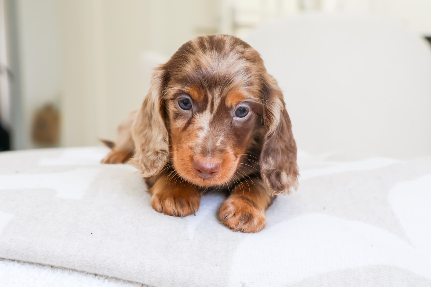 French Style - Chiots disponibles - Teckel poil long