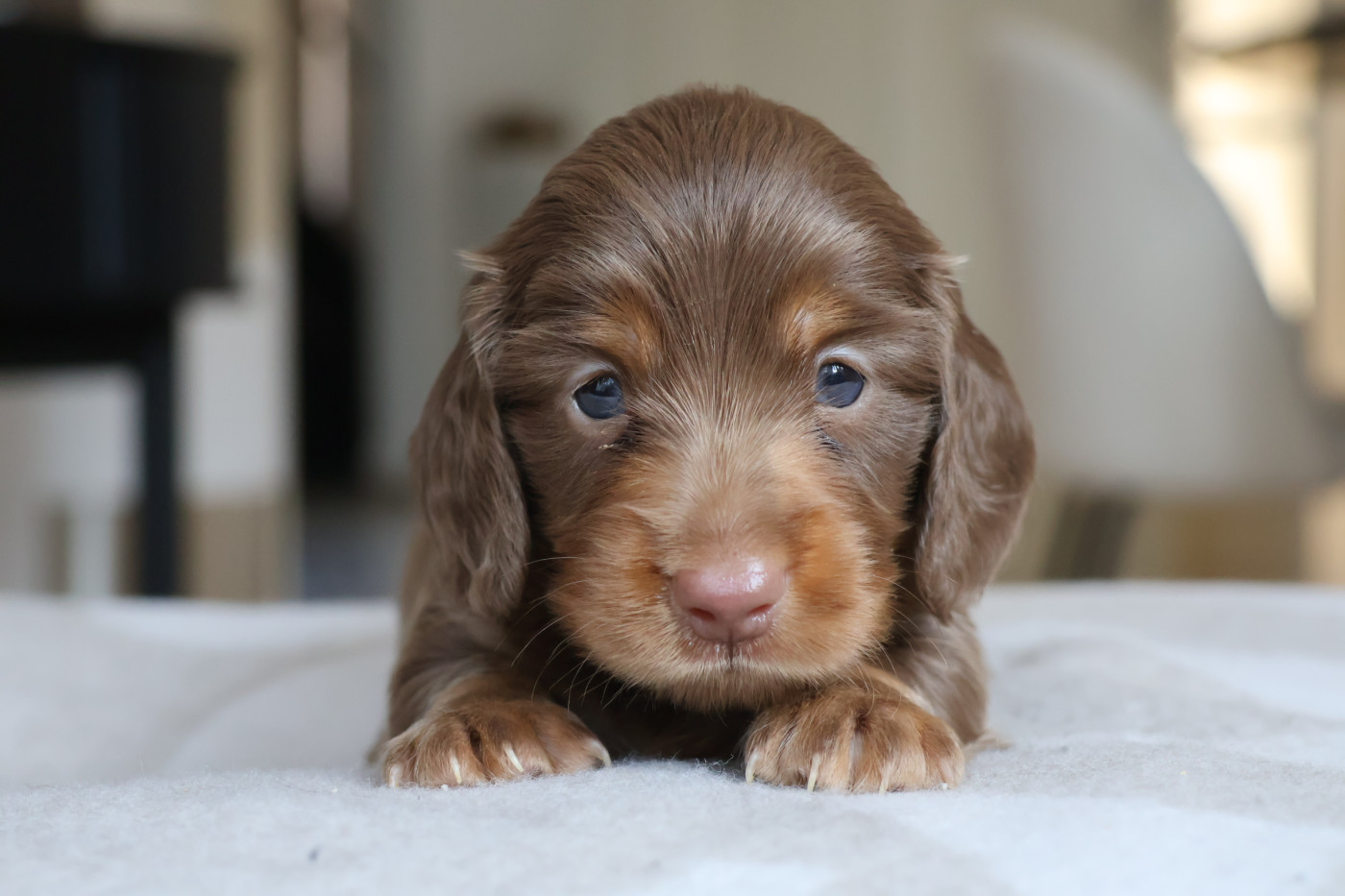 French Style - Chiots disponibles - Teckel poil long