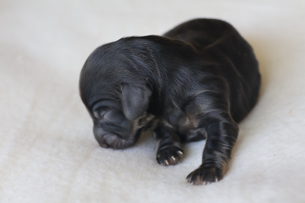 French Style - Chiots disponibles - Teckel poil long