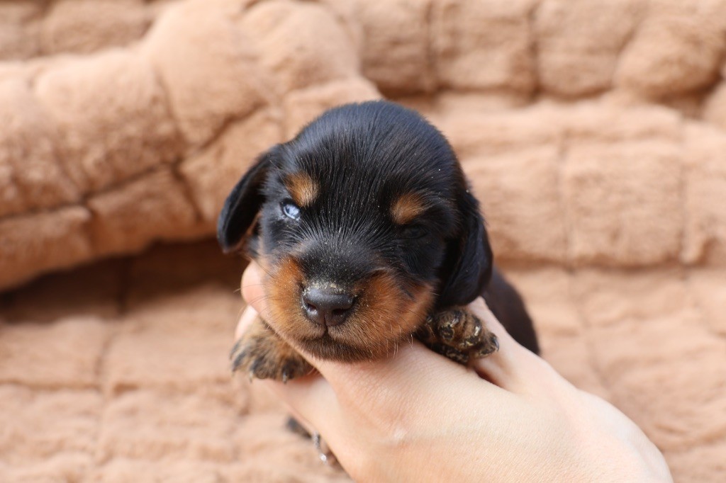 French Style - Chiots disponibles - Teckel poil long