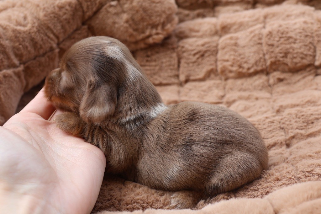 French Style - Chiots disponibles - Teckel poil long