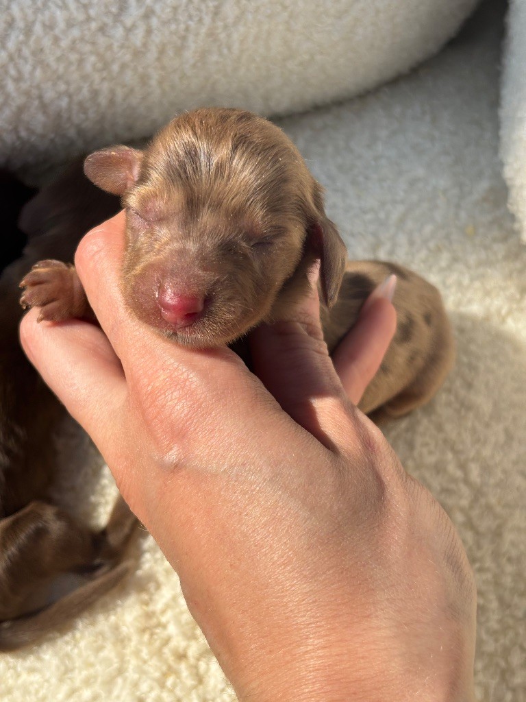 French Style - Chiots disponibles - Teckel poil long