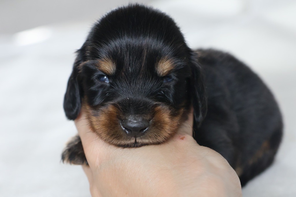 French Style - Chiots disponibles - Teckel poil long
