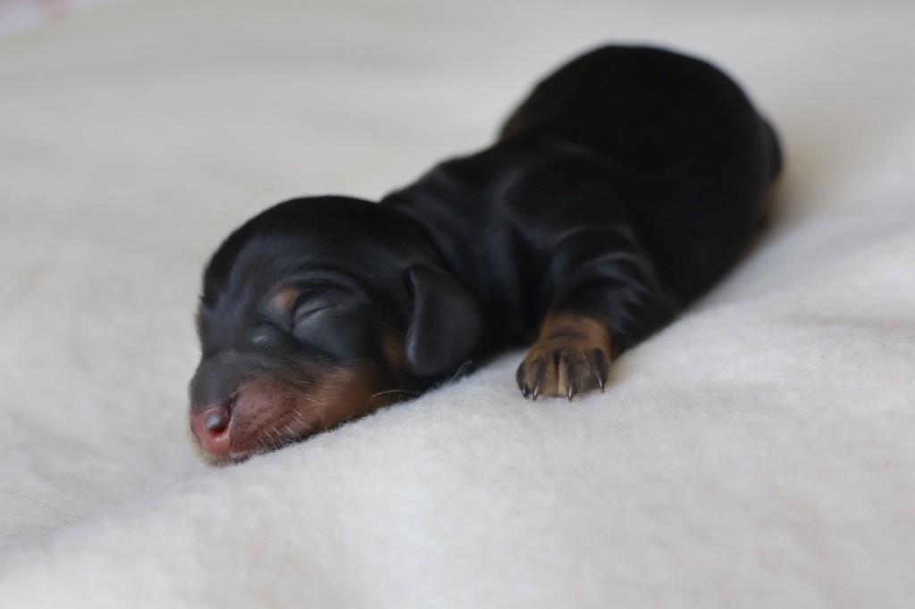 French Style - Chiots disponibles - Teckel poil long