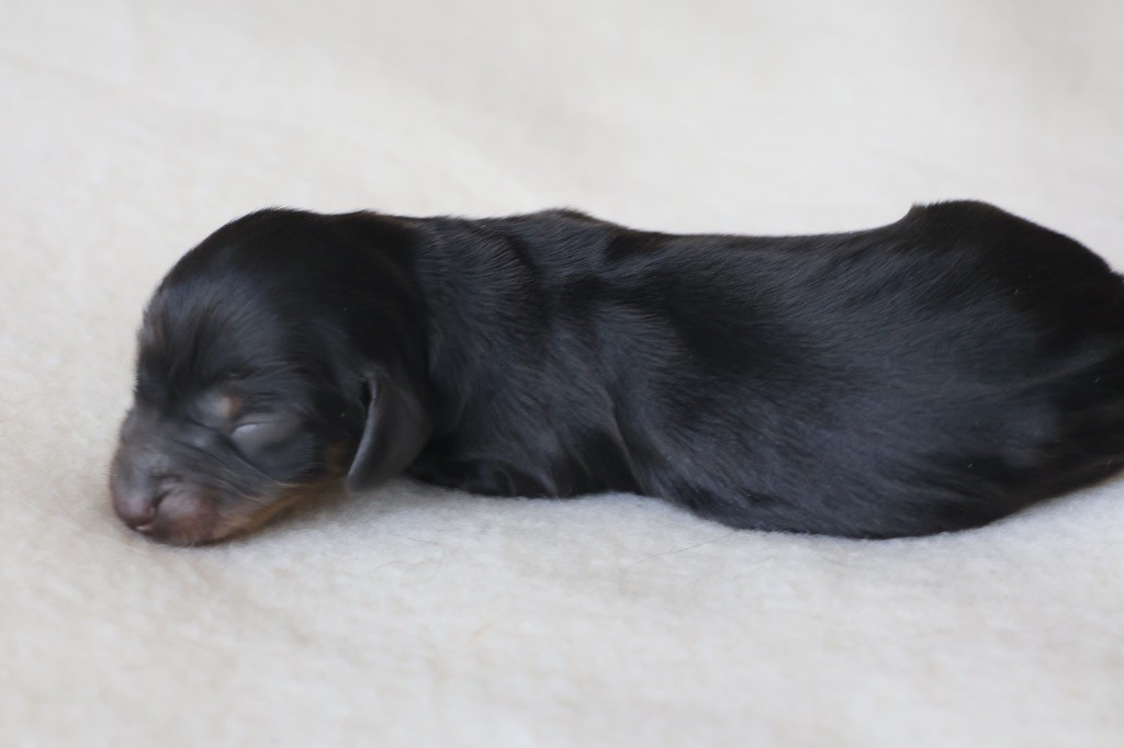 French Style - Chiots disponibles - Teckel poil long
