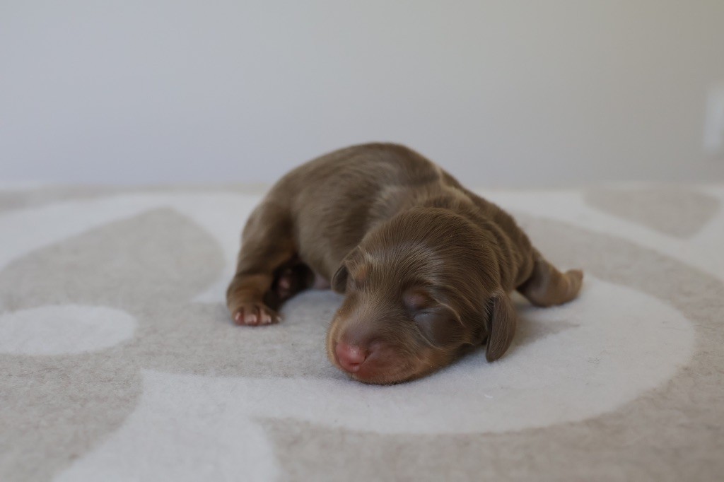 French Style - Chiots disponibles - Teckel poil long