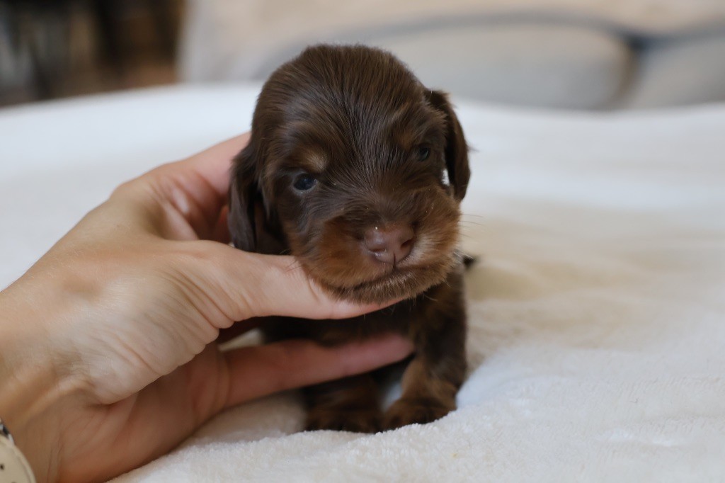 French Style - Chiots disponibles - Teckel poil long