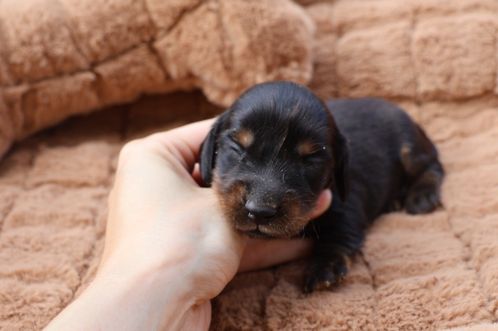 French Style - Chiots disponibles - Teckel poil long