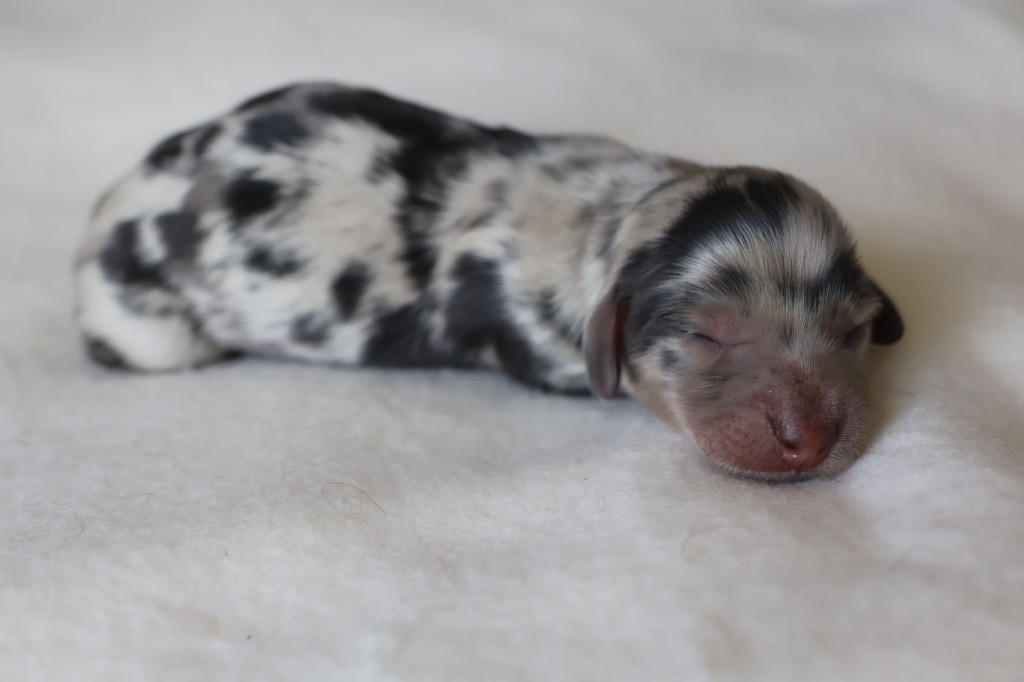 Chiot Teckel poil long French Style