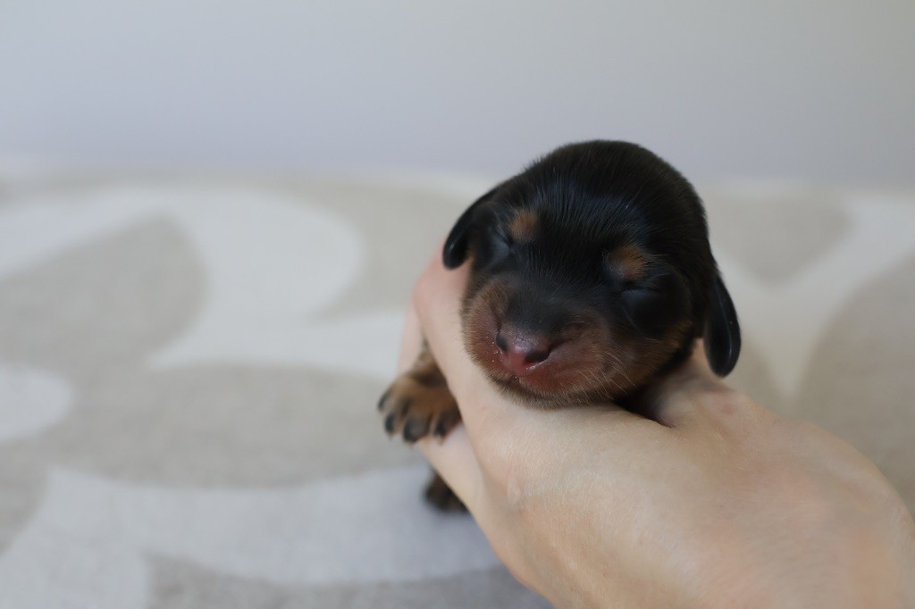 French Style - Chiots disponibles - Teckel poil long