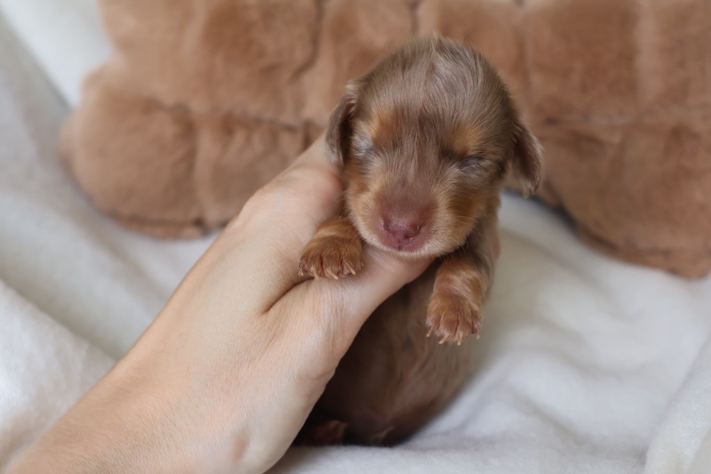 French Style - Chiots disponibles - Teckel poil long